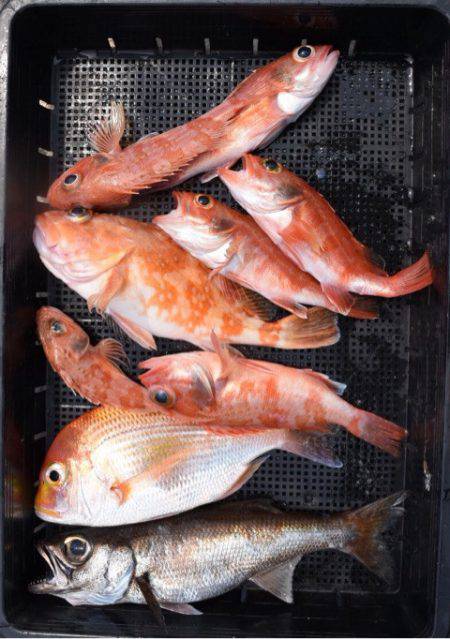 渡船屋たにぐち 釣果