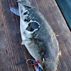 渡船屋たにぐち 釣果