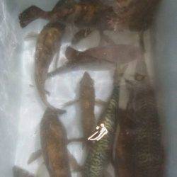 ヤザワ渡船 釣果