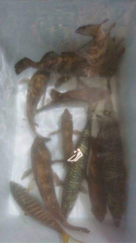 ヤザワ渡船 釣果