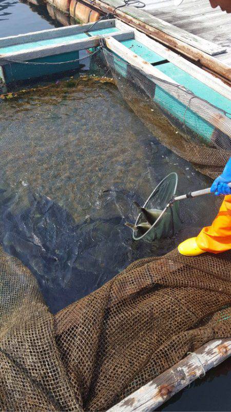 釣り堀水宝 釣果