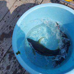 釣り堀水宝 釣果