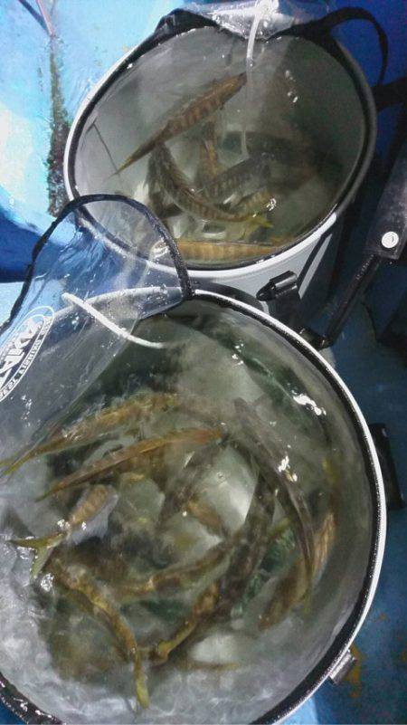 ヤザワ渡船 釣果