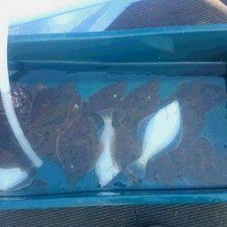 小樽港遊漁船SHAKE 釣果