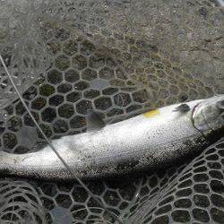 平谷湖フィッシングスポット 釣果