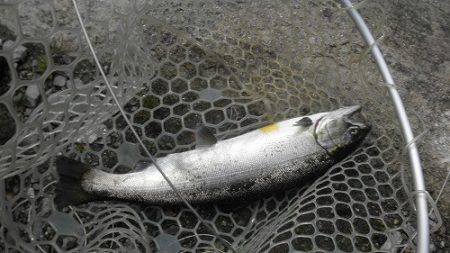 平谷湖フィッシングスポット 釣果