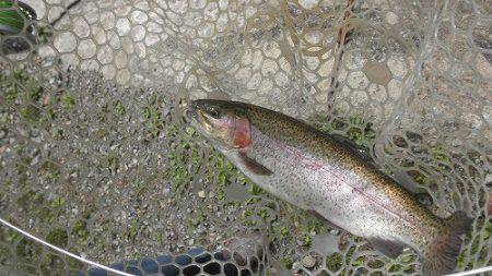 平谷湖フィッシングスポット 釣果