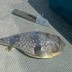 小樽港遊漁船ＳＨＡＫＥ 釣果