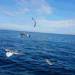 小樽港遊漁船ＳＨＡＫＥ 釣果