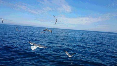 小樽港遊漁船ＳＨＡＫＥ 釣果