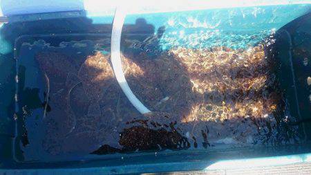 小樽港遊漁船ＳＨＡＫＥ 釣果