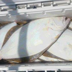 小樽港遊漁船SHAKE 釣果