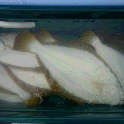 小樽港遊漁船SHAKE 釣果