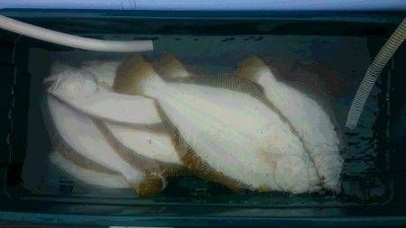 小樽港遊漁船ＳＨＡＫＥ 釣果