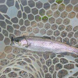 平谷湖フィッシングスポット 釣果