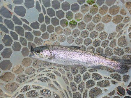 平谷湖フィッシングスポット 釣果