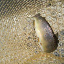 平谷湖フィッシングスポット 釣果