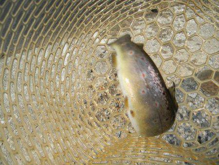 平谷湖フィッシングスポット 釣果