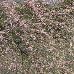 平谷湖フィッシングスポット 釣果