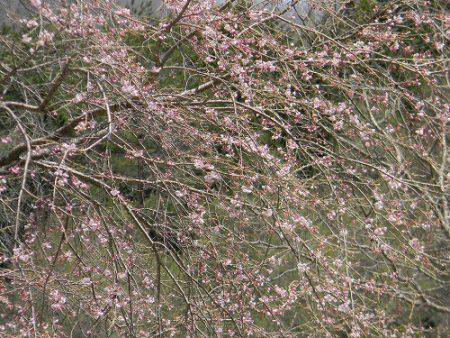平谷湖フィッシングスポット 釣果