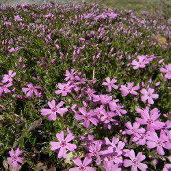 平谷湖フィッシングスポット 釣果