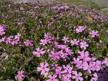 平谷湖フィッシングスポット 釣果