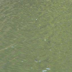 平谷湖フィッシングスポット 釣果