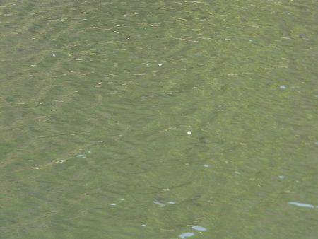 平谷湖フィッシングスポット 釣果