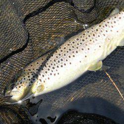 平谷湖フィッシングスポット 釣果