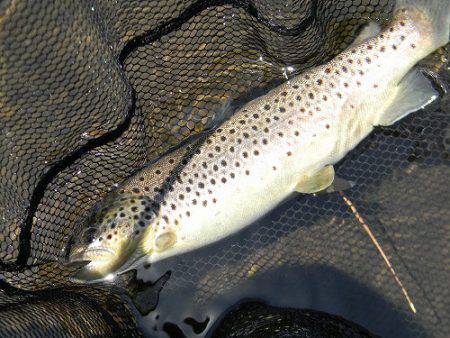 平谷湖フィッシングスポット 釣果