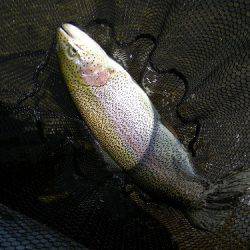 平谷湖フィッシングスポット 釣果