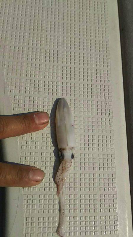 タイラバ遊漁船 ワンピース 釣果