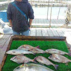 海の釣堀 海恵 釣果