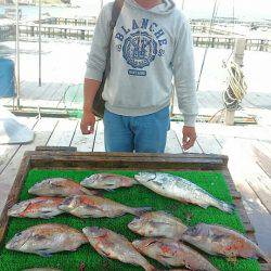海の釣堀 海恵 釣果