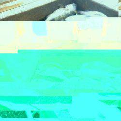 海の釣堀 海恵 釣果