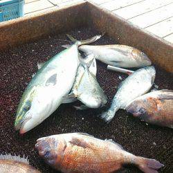 海の釣堀 海恵 釣果