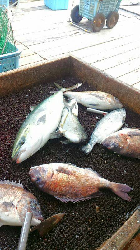 海の釣堀 海恵 釣果