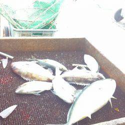 海の釣堀 海恵 釣果