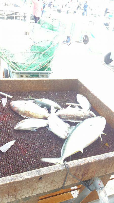 海の釣堀 海恵 釣果