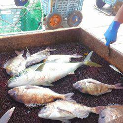 海の釣堀 海恵 釣果