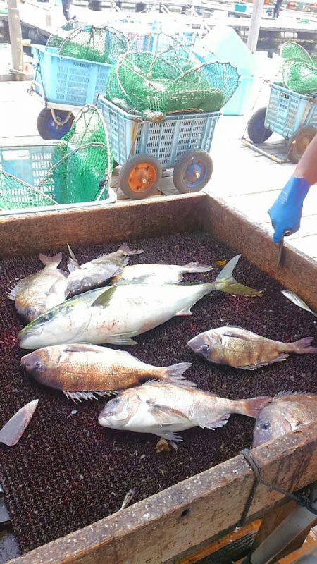 海の釣堀 海恵 釣果