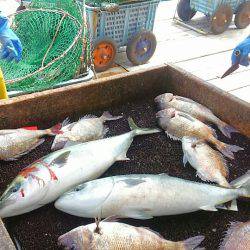 海の釣堀 海恵 釣果