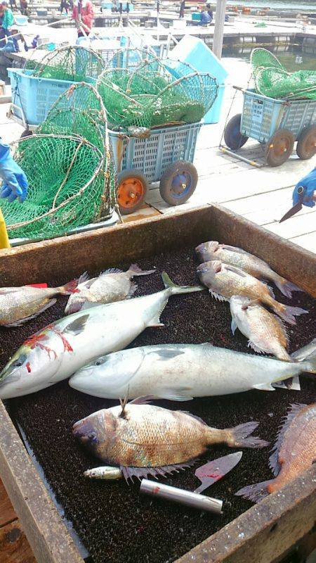 海の釣堀 海恵 釣果