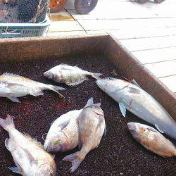海の釣堀 海恵 釣果