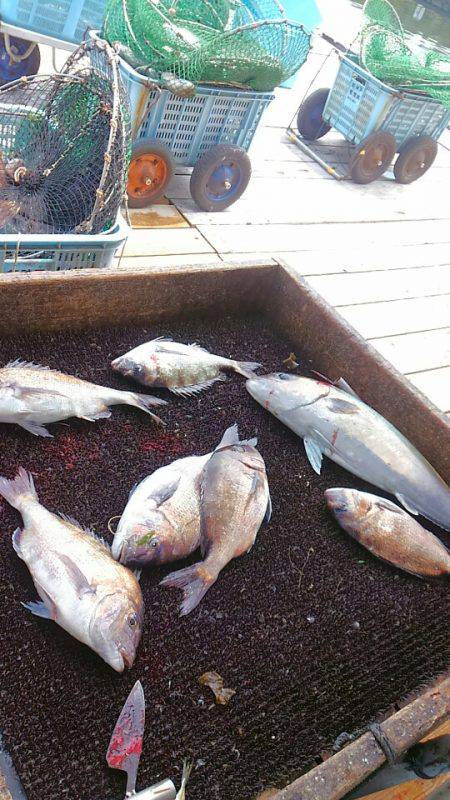 海の釣堀 海恵 釣果
