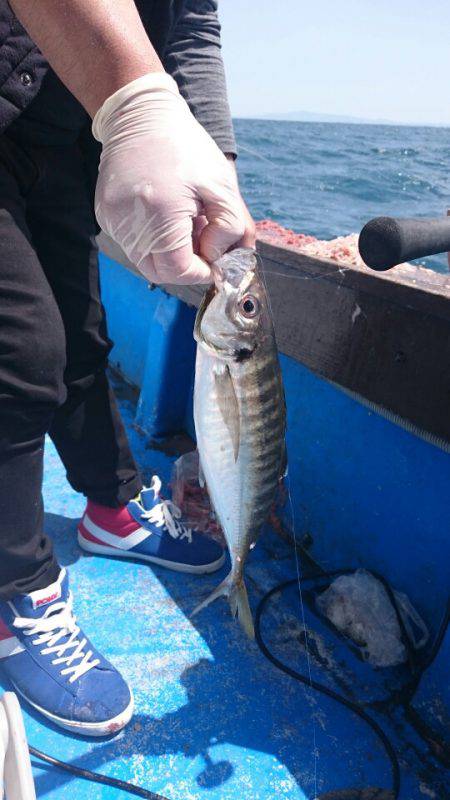 海龍丸（石川） 釣果