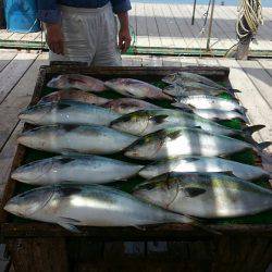 海の釣堀 海恵 釣果