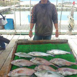 海の釣堀 海恵 釣果