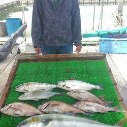 海の釣堀 海恵 釣果