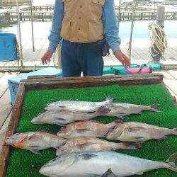 海の釣堀 海恵 釣果